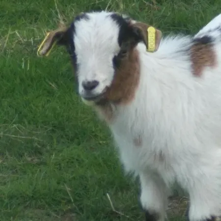 Bed and Breakfast Chez Papito Et Mamito, Familiale A La Ferme *